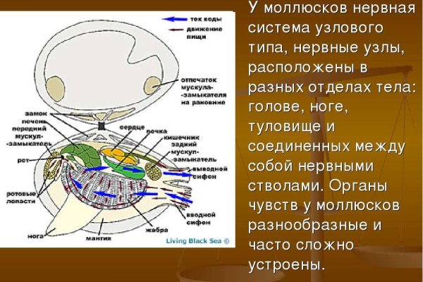 При входе на кракен пишет вы забанены